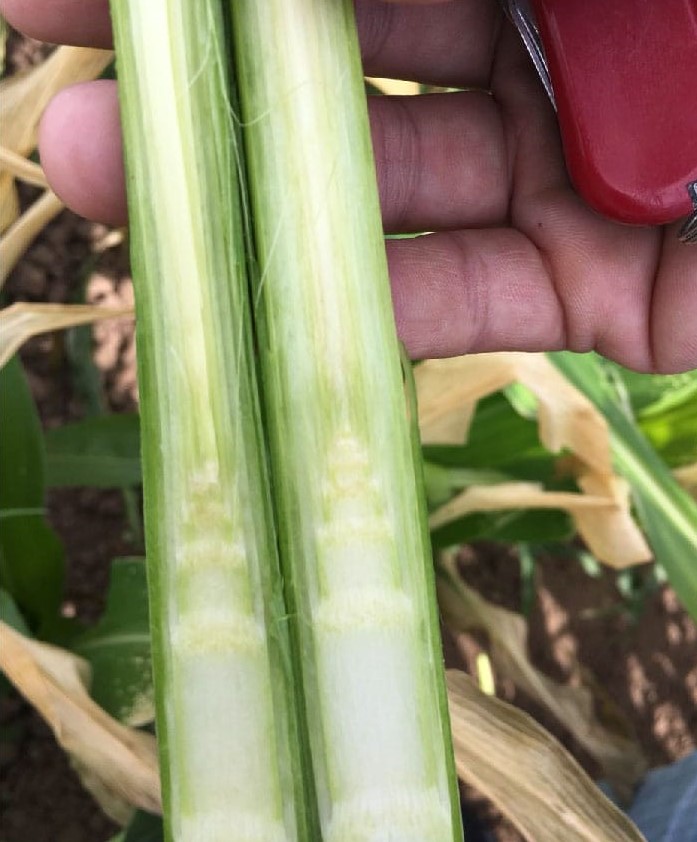 Sin daño en el punto de crecimiento