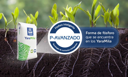 YaraMila con PAVANZADO
