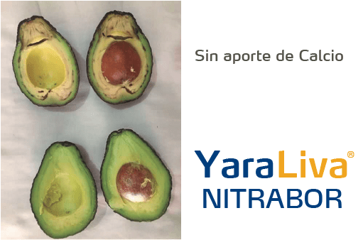 Aguacates con Aporte de calcio  YaraLiva Nitrabor vs Sin Aporte de calcio