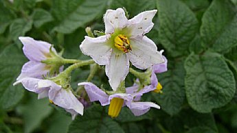 Floración & Llenado de tubérculo