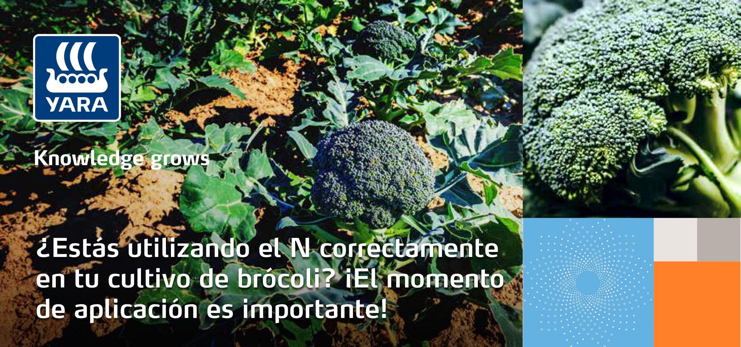N en brócoli