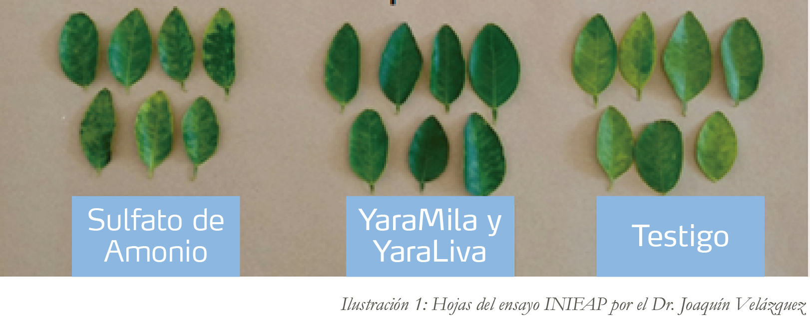 Hojas de cítricos con diferentes fertilizaciones
