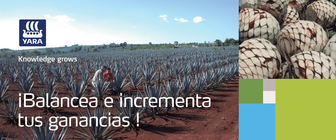 Balancea e incrementa tus ganancias en Agave