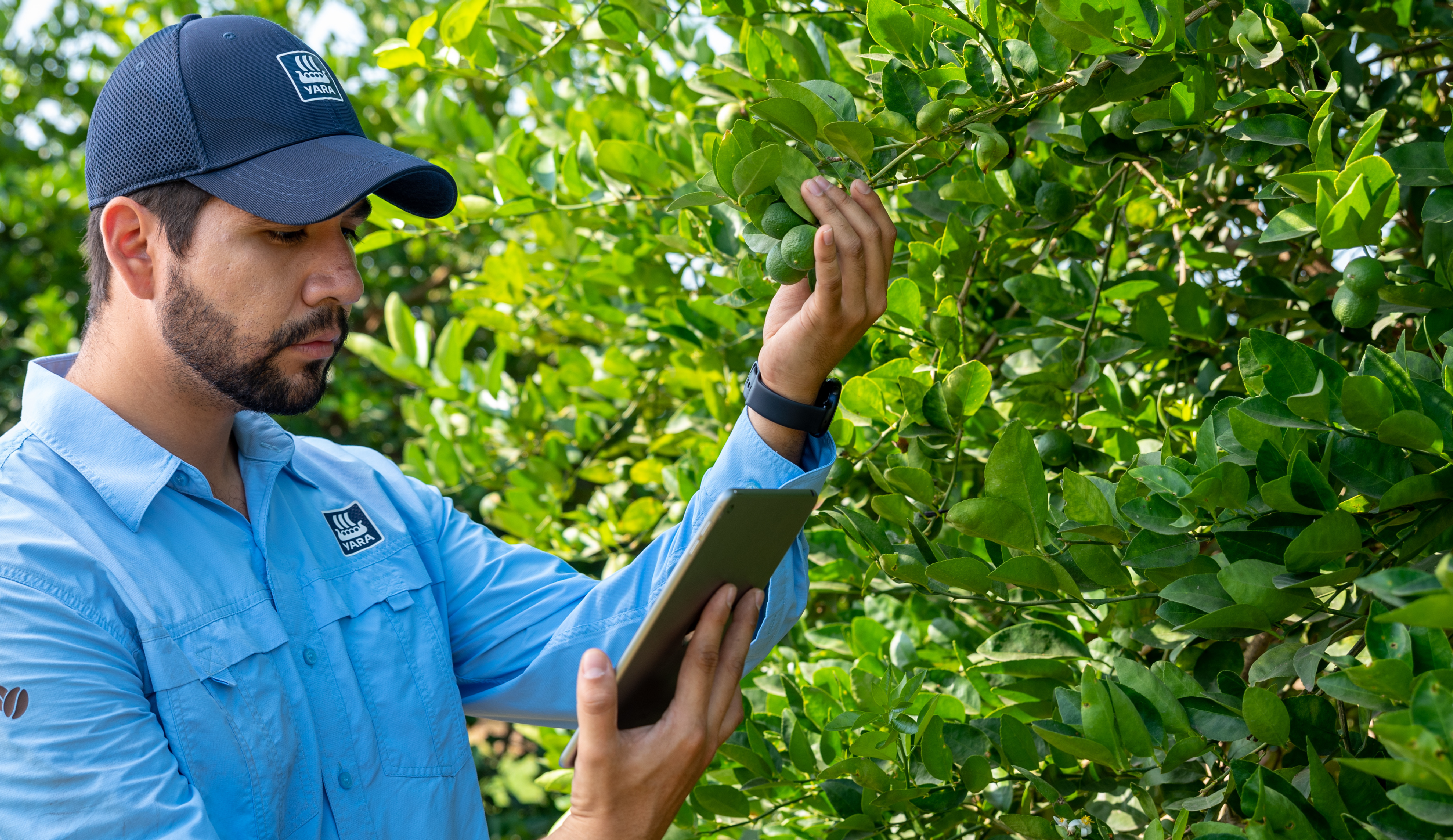 Programas de fertilización de cítricos