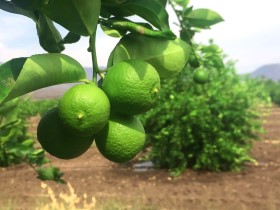 Arboles de limón