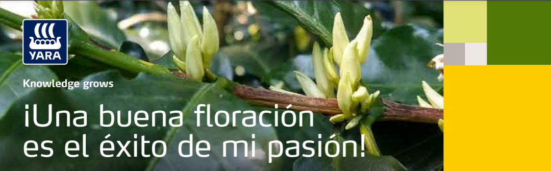Floracion del cafe