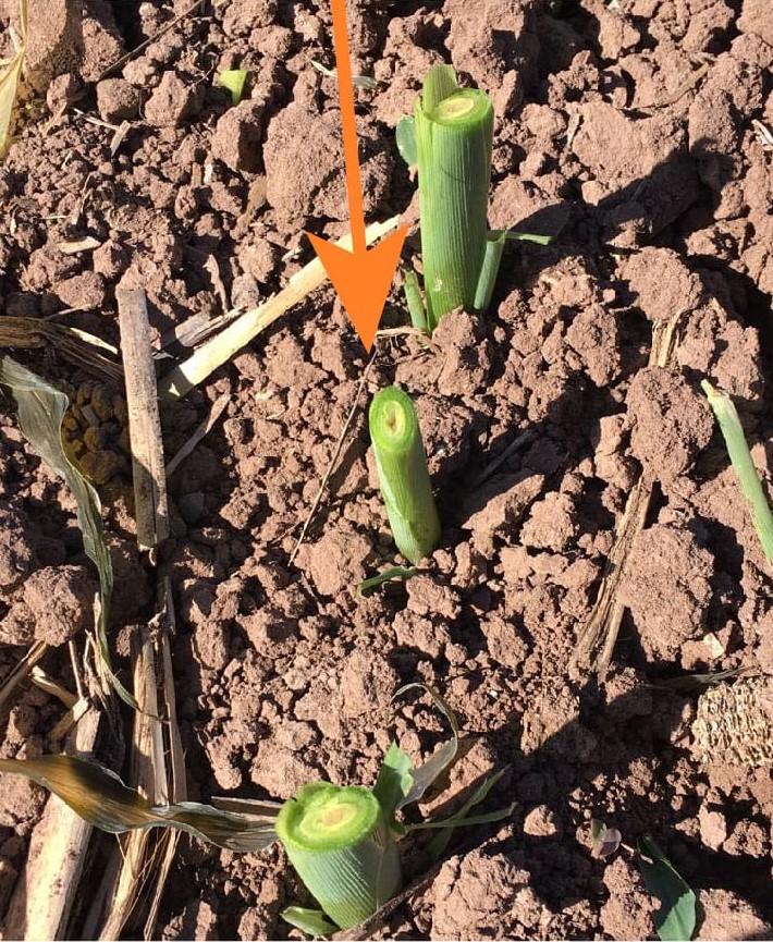 Si los ápices de crecimiento son dañados por el frío, entonces no se forma la mazorca
