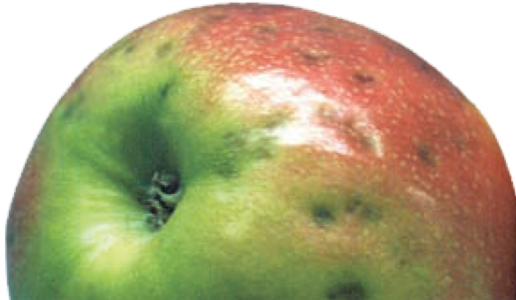 Reducir incidencia de plara