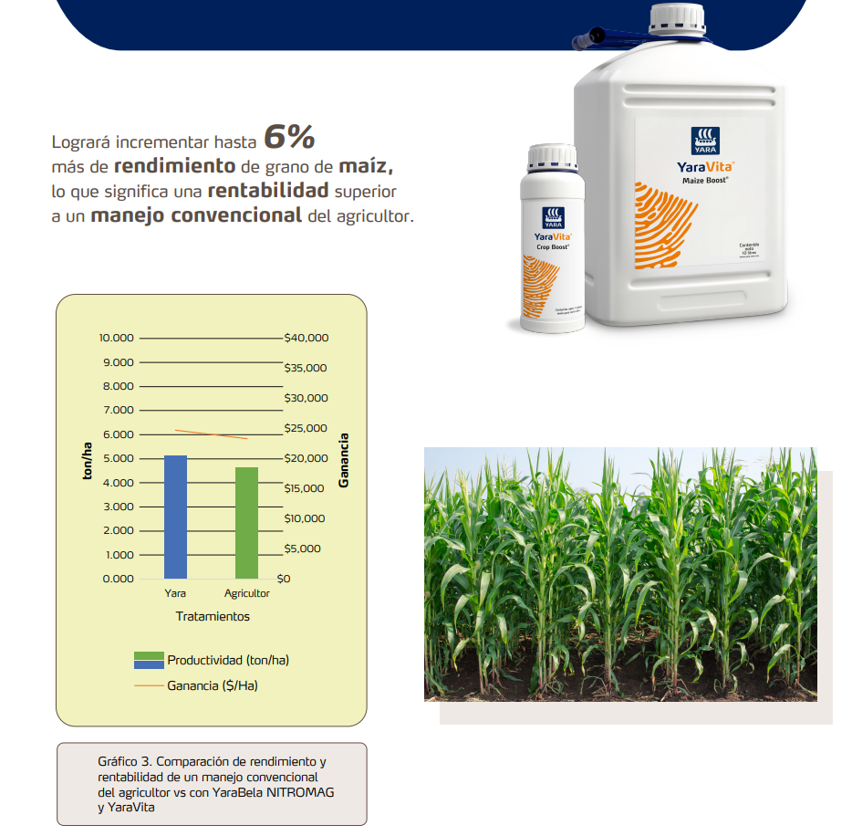 imagen 2 newsletter maíz