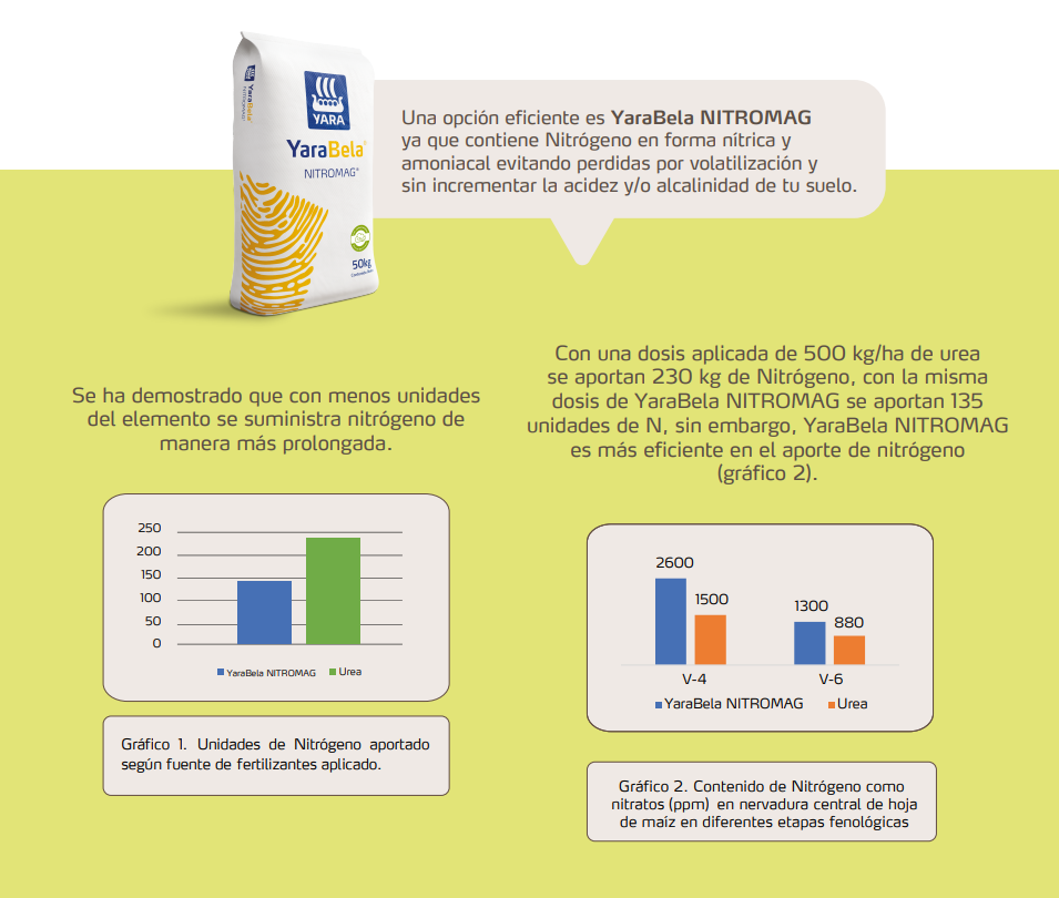 Imagen 1 newsletter maíz