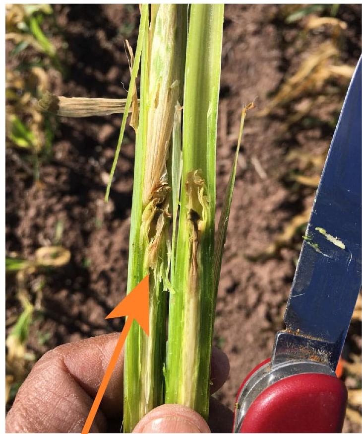 Con daño en el punto de crecimiento