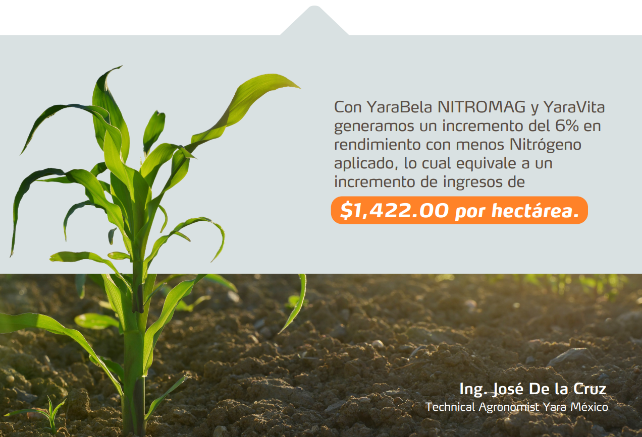 imagen 3 newsletter maíz