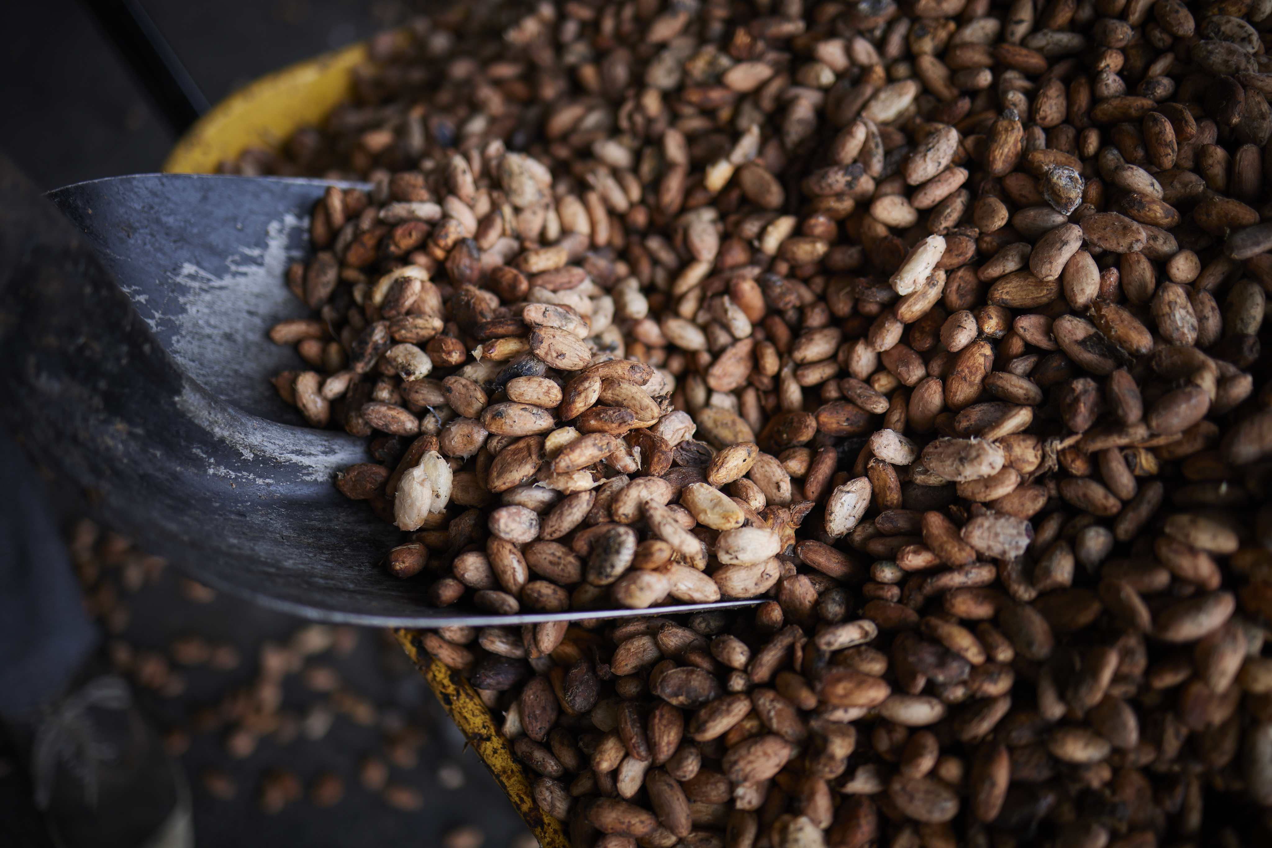 Cosecha de cacao en centro de acopio