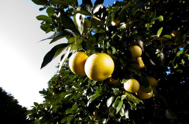 Cultivo de naranja