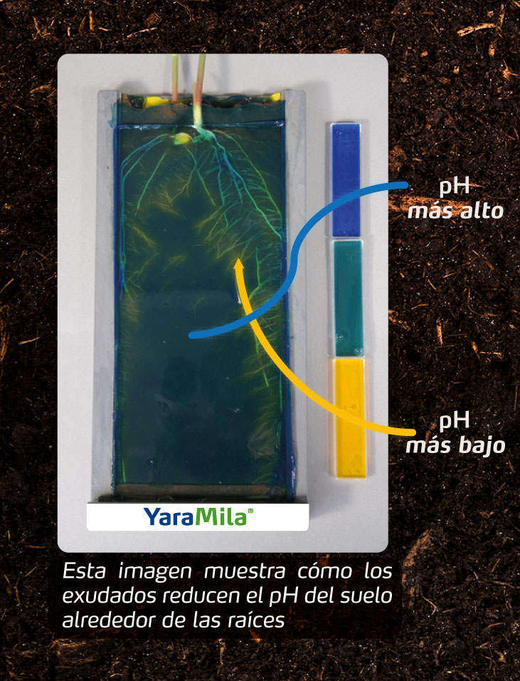 PAVANZADO se activa por los exudados de las raices