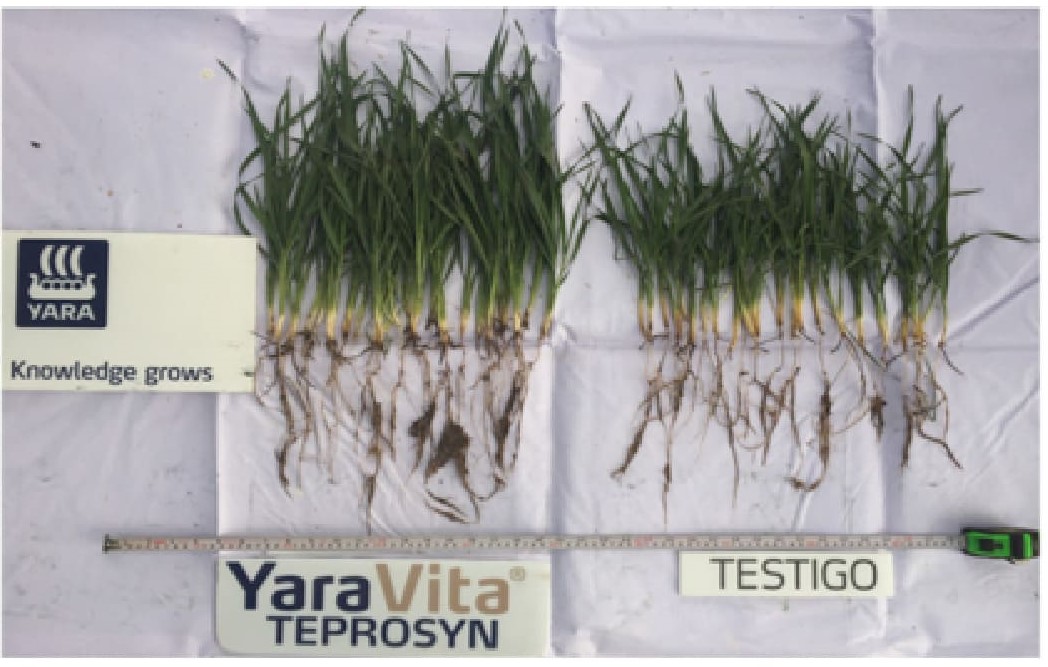Con YaraVita® TEPROSYN se observa mayor vigor y desarrollo radicular, así como también mayor uniformidad en la etapa de emergencia.