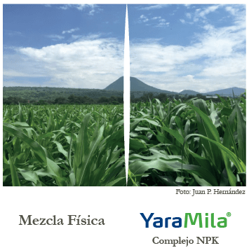 resultados mezcla física vs YaraMila en Maíz