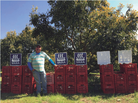 productor de aguacate feliz