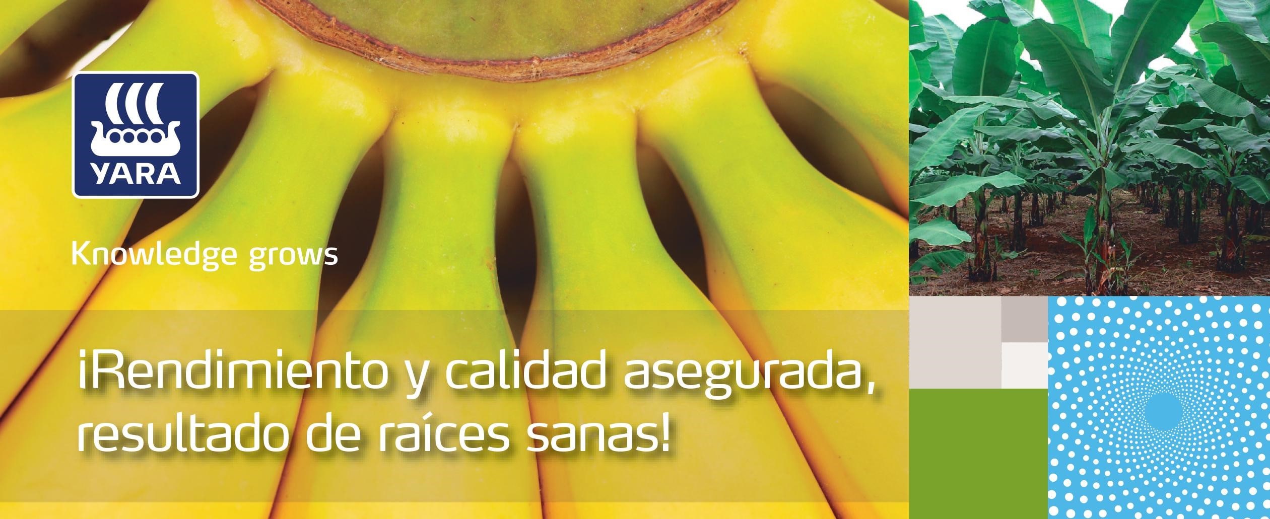 Rendimiento y calidad asegurada, resultado de raíces sanas