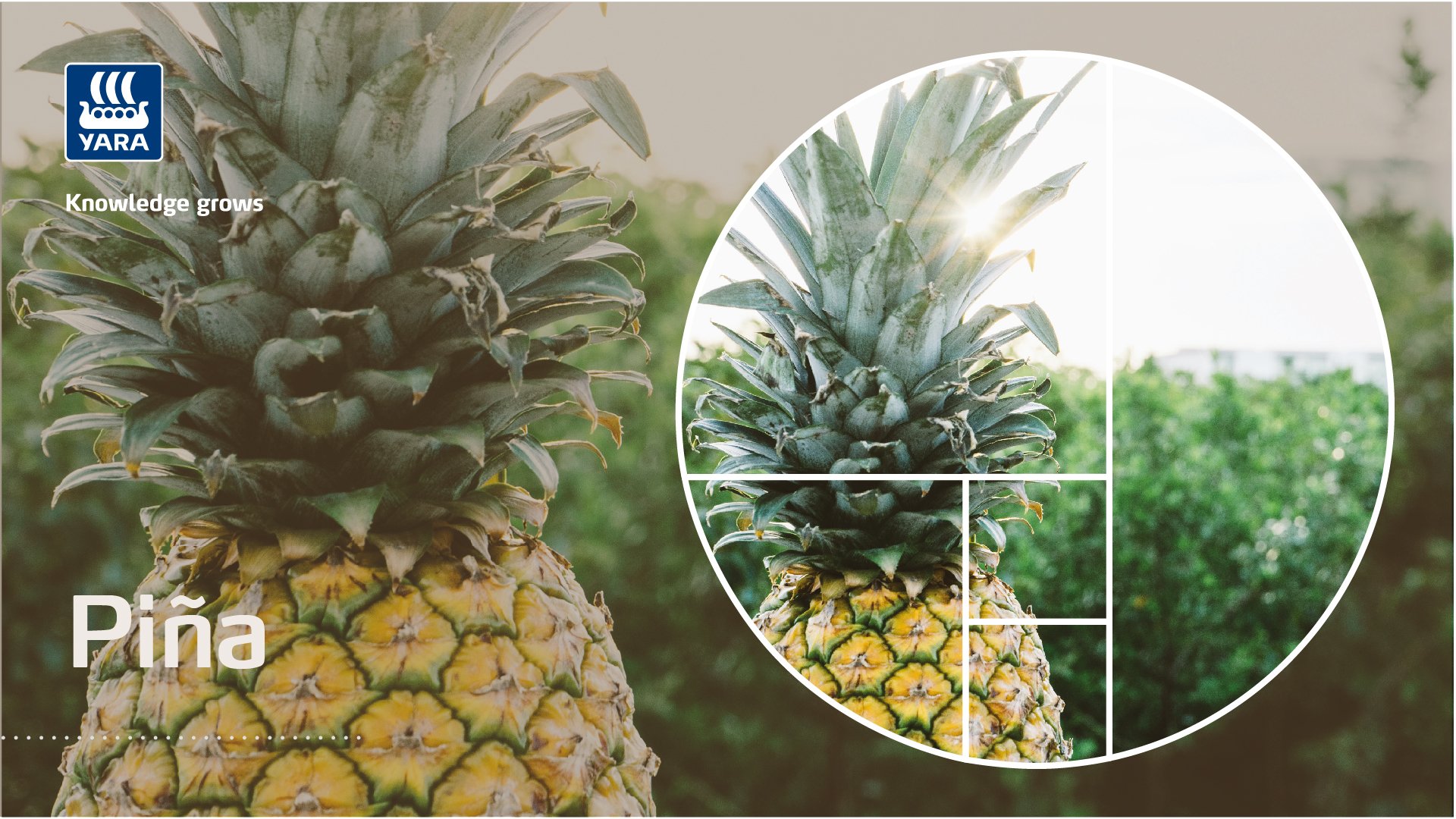Foto piña