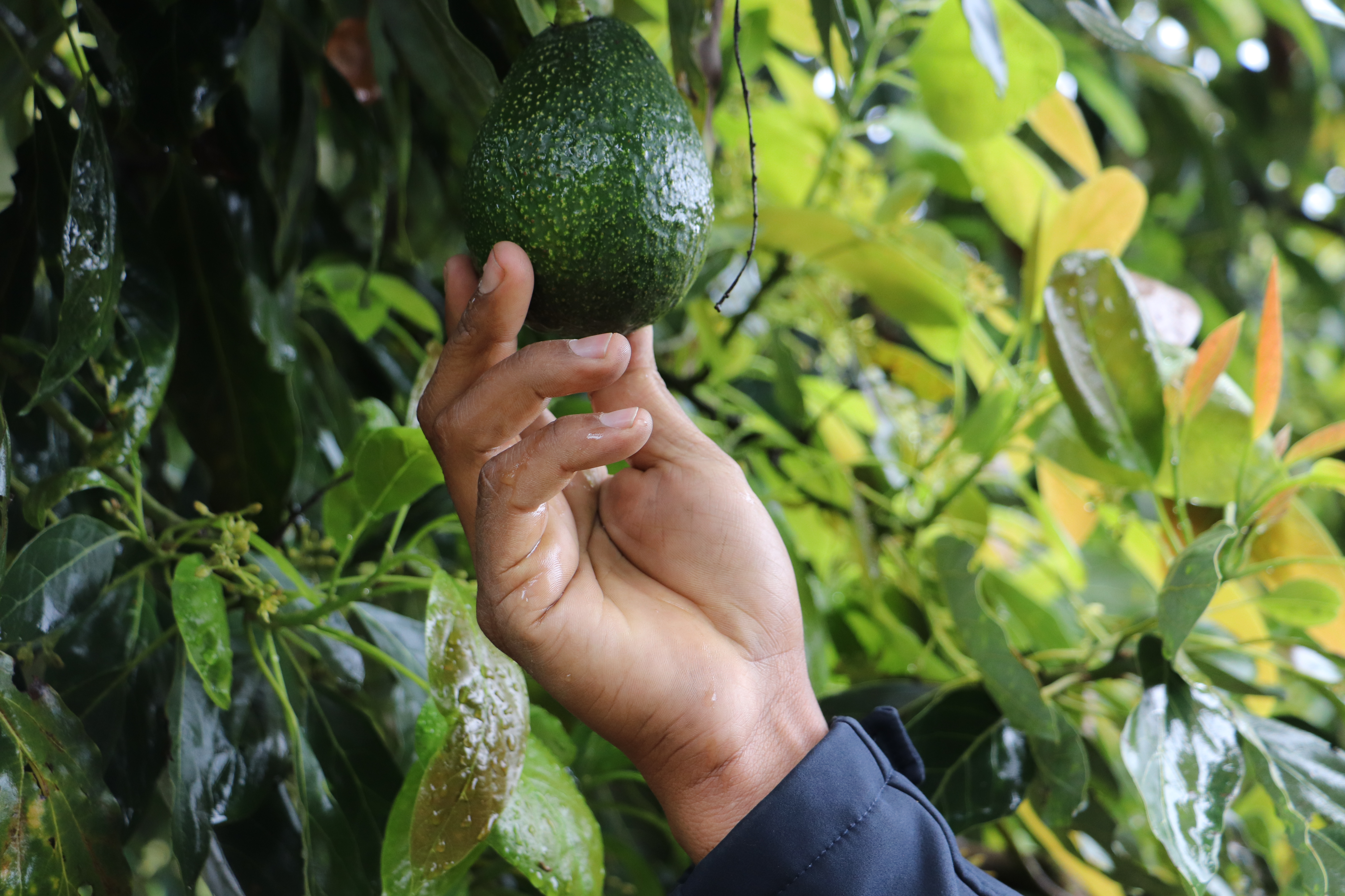 granavocadobyyara