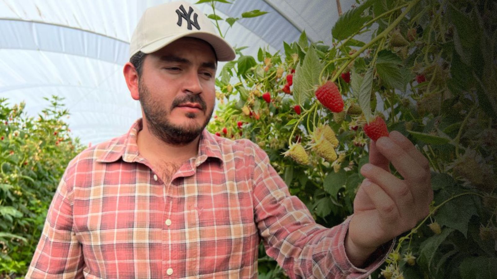 Agricultor de frambuesas de México Cristian Garcia