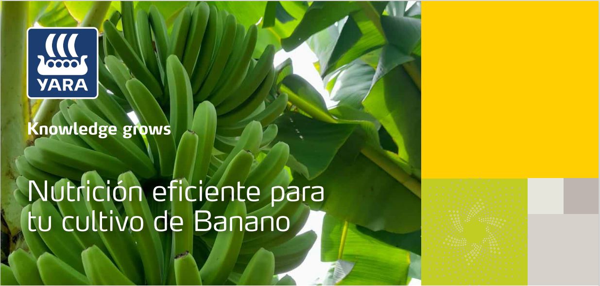 Programa de Nutrición y sus Beneficios en el Cultivo de Banano Yara